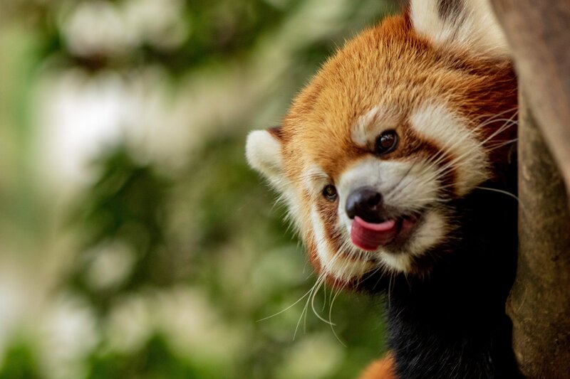 Red Panda (© Michael Payne on Unsplash) Red Panda (© Michael Payne on Unsplash)