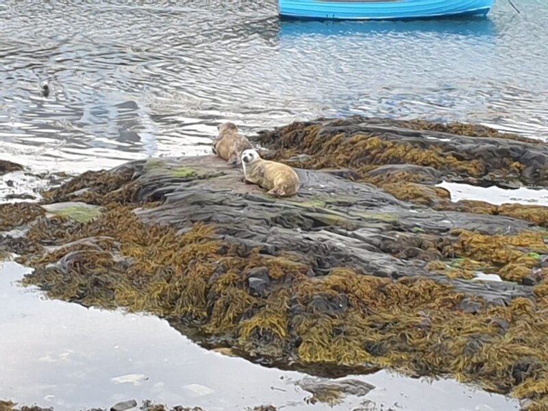 Seals in Portnahaven