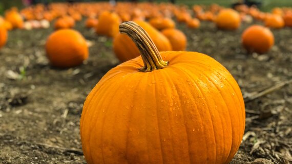 Pumpkin picking in Edinburgh in October 2026 - Large orange pumpkin in a field of pumpkins. (© Marius Ciocirlan)