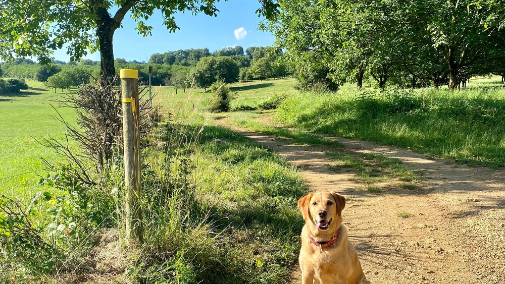 Dog walking on a rural farmtrack in France - Labrador sitting for a photograph on a farm strack, green fields and a route marker. (© Voila Villas France)