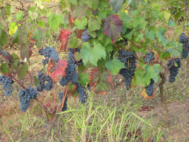 Wine holidays France