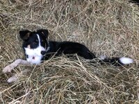 Tay in the hay